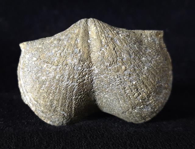 Paraspirifer bownockeri (STEWART 1927) - Bild © FossNet FossilienStore